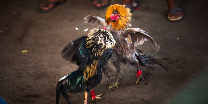 Kinh nghiệm chơi kê cựa sắt hay là hãy ưu tiên chọn cửa nhà cái 